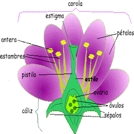 ESTRUCTURA Y FUNCION DE LAS FLORES estructura y funcion de las flores: